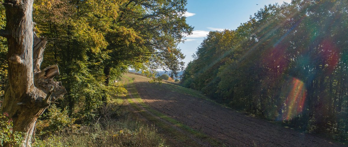 Ein schmaler Wander-Weg am Wald-Rand.