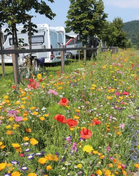 Eine bunte Blütenwiese blüht als Blütenband am Wohnmobilstellplatz am Wittich.